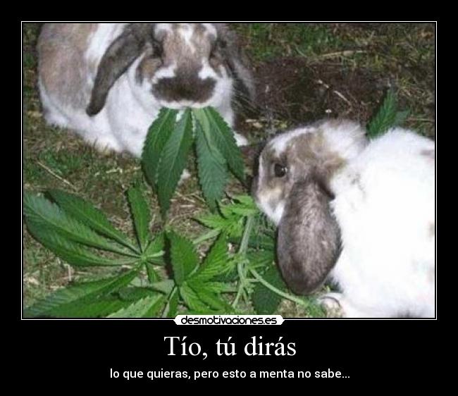 carteles conejos menta desmotivaciones