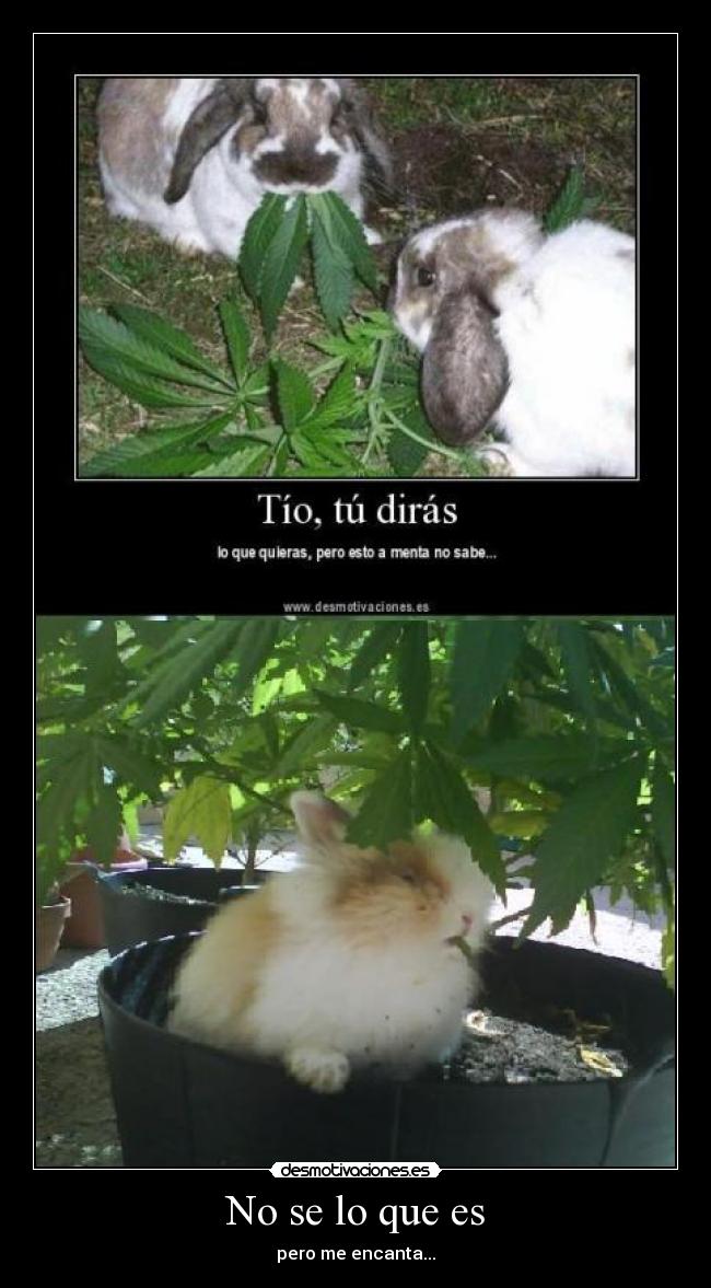 No se lo que es - pero me encanta...