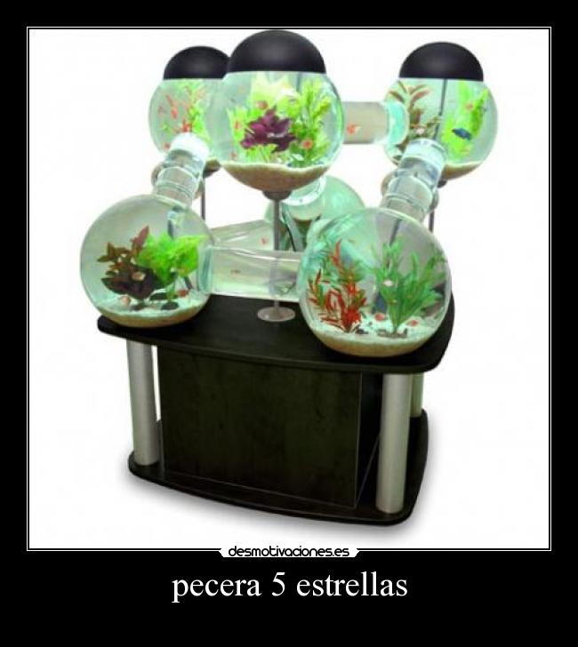 pecera 5 estrellas - 