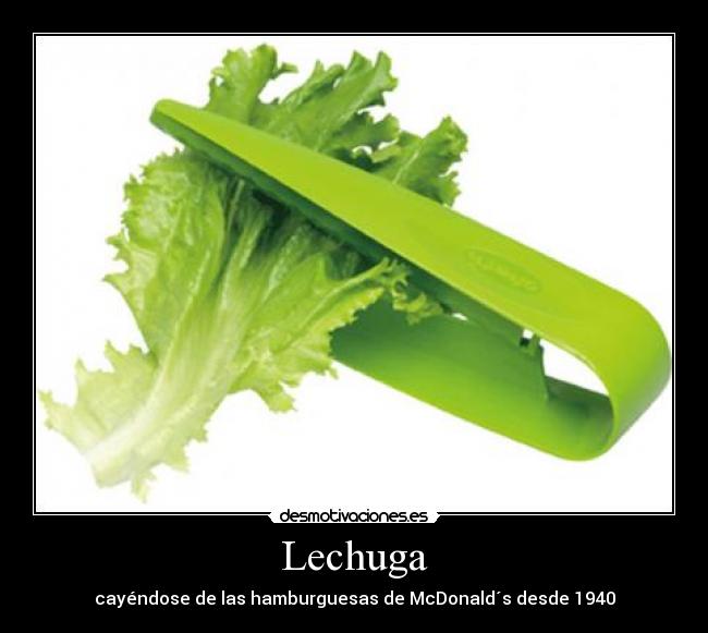 Lechuga - cayéndose de las hamburguesas de McDonald´s desde 1940