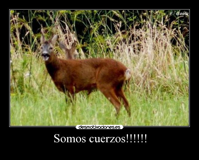 Somos cuerzos!!!!!! -