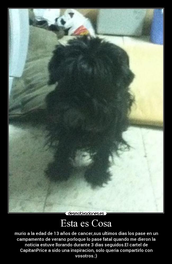 Esta es Cosa - murio a la edad de 13 años de cancer,sus ultimos dias los pase en un
campamento de verano porloque lo pase fatal quando me dieron la
noticia estuve llorando durante 3 dias seguidos.El cartel de
CapitanPrice a sido una inspiracion, solo queria compartirlo con
vosotros.:)