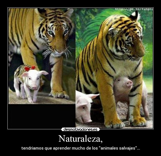 Naturaleza, - tendriamos que aprender mucho de los animales salvajes...