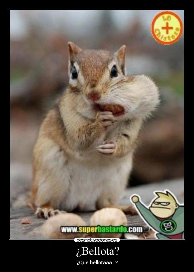 ¿Bellota? - ¿Qué bellotaaa...?
