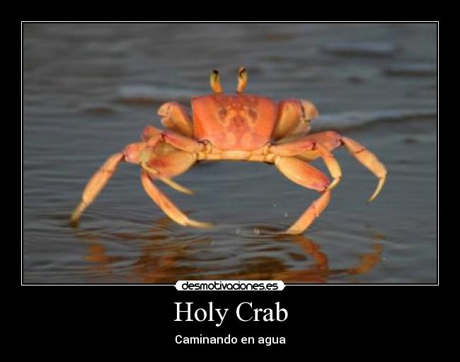 Holy Crab -