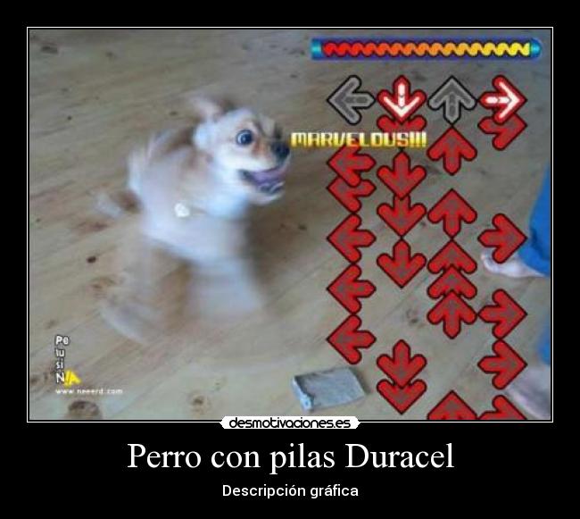 Perro con pilas Duracel - Descripción gráfica