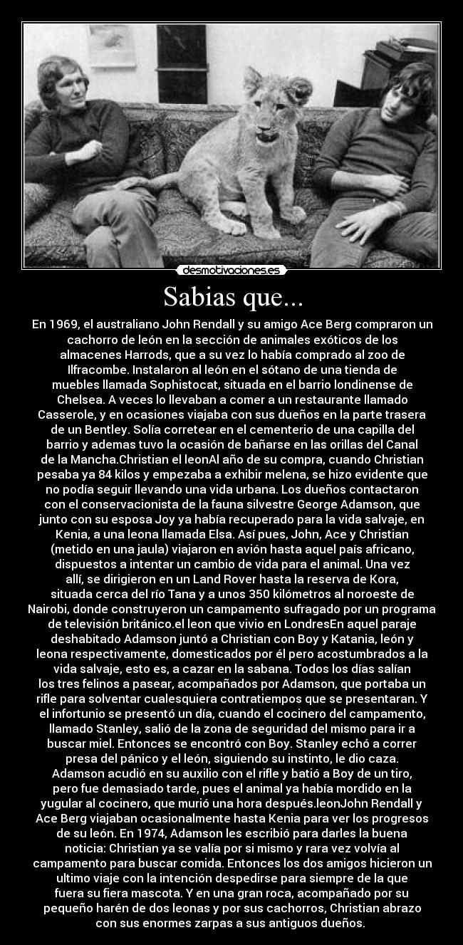 Sabias que... - En 1969, el australiano John Rendall y su amigo Ace Berg compraron un
cachorro de león en la sección de animales exóticos de los
almacenes Harrods, que a su vez lo había comprado al zoo de
Ilfracombe. Instalaron al león en el sótano de una tienda de
muebles llamada Sophistocat, situada en el barrio londinense de
Chelsea. A veces lo llevaban a comer a un restaurante llamado
Casserole, y en ocasiones viajaba con sus dueños en la parte trasera
de un Bentley. Solía corretear en el cementerio de una capilla del
barrio y ademas tuvo la ocasión de bañarse en las orillas del Canal
de la Mancha.Christian el leonAl año de su compra, cuando Christian
pesaba ya 84 kilos y empezaba a exhibir melena, se hizo evidente que
no podía seguir llevando una vida urbana. Los dueños contactaron
con el conservacionista de la fauna silvestre George Adamson, que
junto con su esposa Joy ya había recuperado para la vida salvaje, en
Kenia, a una leona llamada Elsa. Así pues, John, Ace y Christian
(metido en una jaula) viajaron en avión hasta aquel país africano,
dispuestos a intentar un cambio de vida para el animal. Una vez
allí, se dirigieron en un Land Rover hasta la reserva de Kora,
situada cerca del río Tana y a unos 350 kilómetros al noroeste de
Nairobi, donde construyeron un campamento sufragado por un programa
de televisión británico.el leon que vivio en LondresEn aquel paraje
deshabitado Adamson juntó a Christian con Boy y Katania, león y
leona respectivamente, domesticados por él pero acostumbrados a la
vida salvaje, esto es, a cazar en la sabana. Todos los días salían
los tres felinos a pasear, acompañados por Adamson, que portaba un
rifle para solventar cualesquiera contratiempos que se presentaran. Y
el infortunio se presentó un día, cuando el cocinero del campamento,
llamado Stanley, salió de la zona de seguridad del mismo para ir a
buscar miel. Entonces se encontró con Boy. Stanley echó a correr
presa del pánico y el león, siguiendo su instinto, le dio caza.
Adamson acudió en su auxilio con el rifle y batió a Boy de un tiro,
pero fue demasiado tarde, pues el animal ya había mordido en la
yugular al cocinero, que murió una hora después.leonJohn Rendall y
Ace Berg viajaban ocasionalmente hasta Kenia para ver los progresos
de su león. En 1974, Adamson les escribió para darles la buena
noticia: Christian ya se valía por si mismo y rara vez volvía al
campamento para buscar comida. Entonces los dos amigos hicieron un
ultimo viaje con la intención despedirse para siempre de la que
fuera su fiera mascota. Y en una gran roca, acompañado por su
pequeño harén de dos leonas y por sus cachorros, Christian abrazo
con sus enormes zarpas a sus antiguos dueños. 