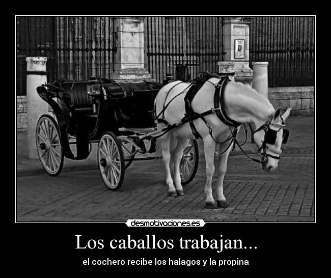 Los caballos trabajan... -