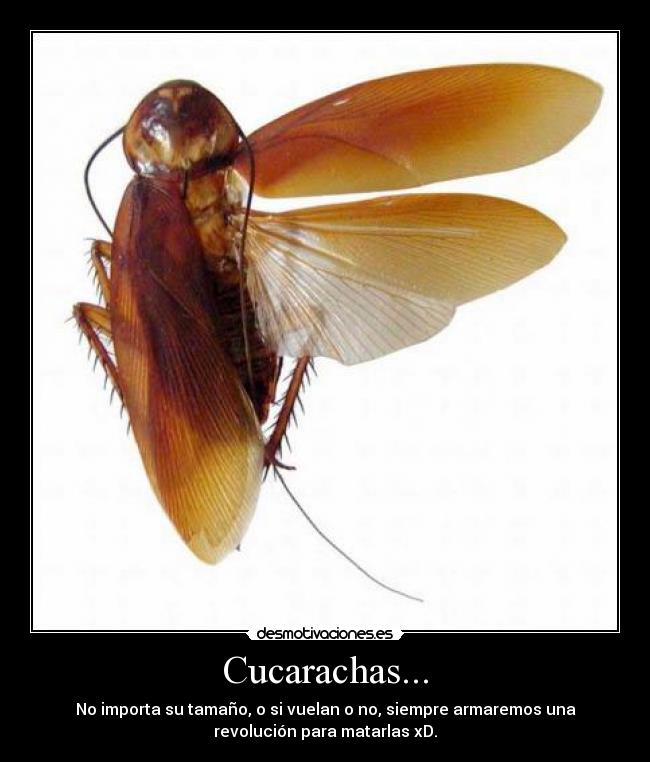 carteles cucarachas e_e desmotivaciones