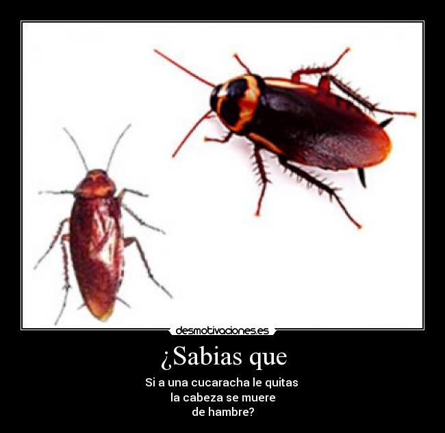 carteles cucarachas desmotivaciones