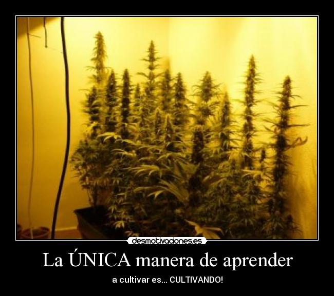 carteles autocultivo cultivo indoor marihuana cannabis canamo consumo propio desmotivaciones