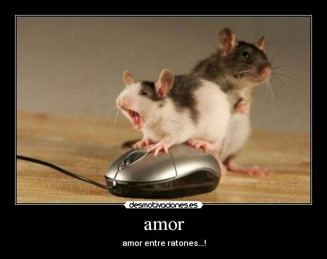 amor - amor entre ratones...!