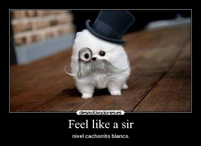 Feel like a sir - nivel cachorrito blanco.