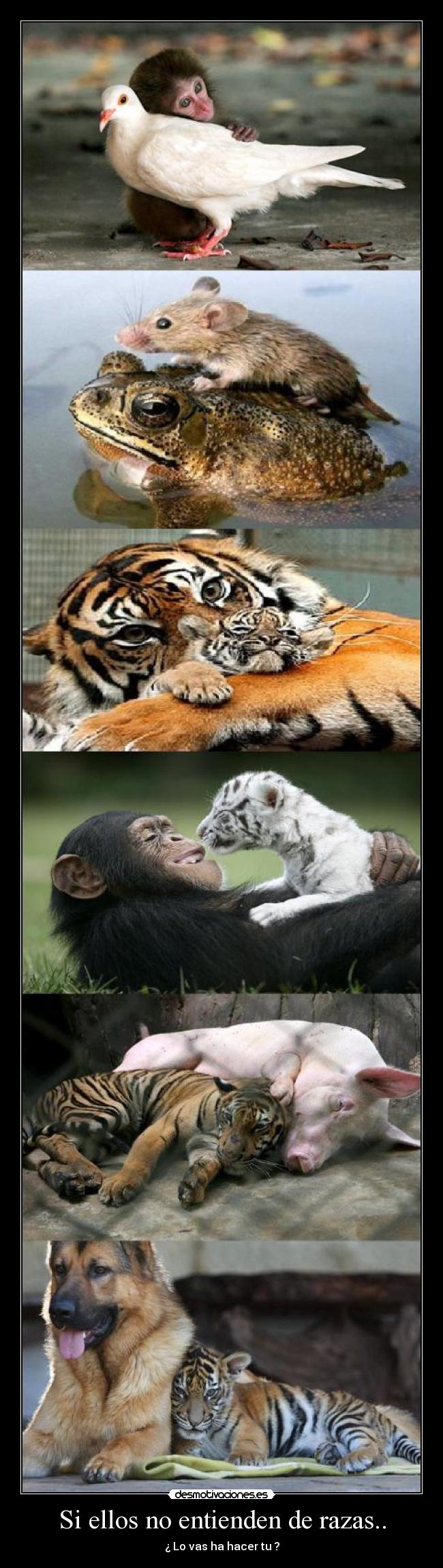 Si ellos no entienden de razas.. - ¿ Lo vas ha hacer tu ?