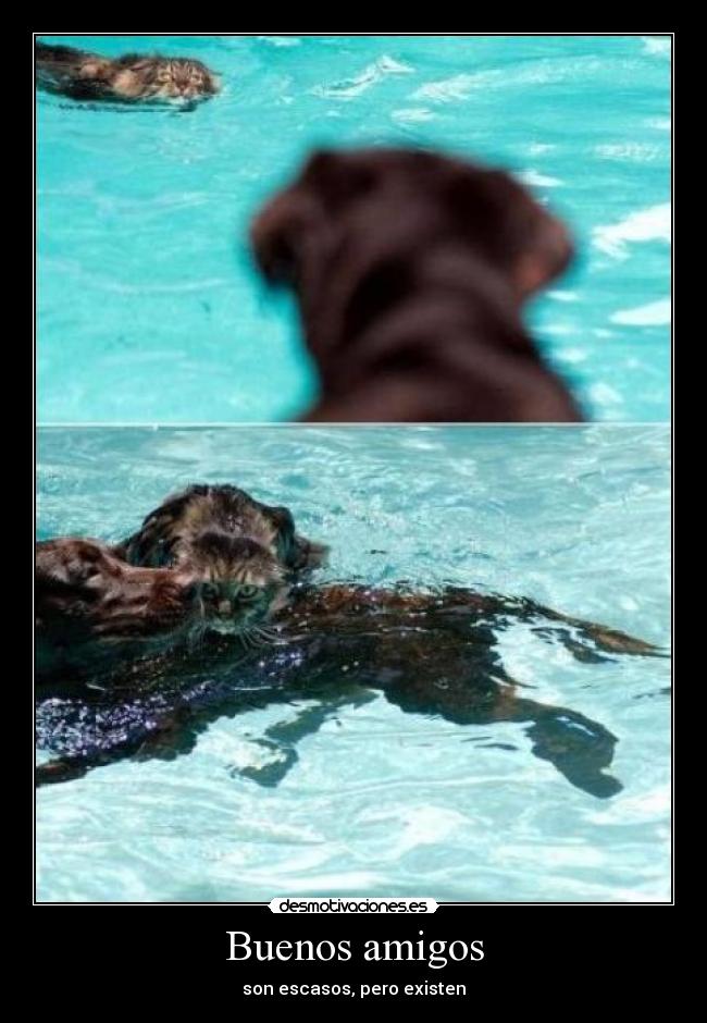 Buenos amigos - son escasos, pero existen
