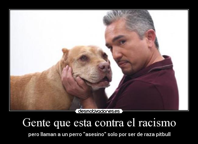 Gente que esta contra el racismo - pero llaman a un perro asesino solo por ser de raza pitbull