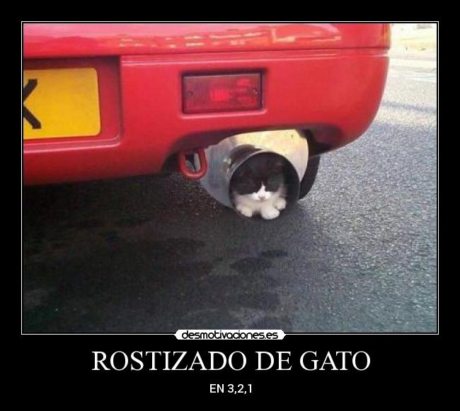 ROSTIZADO DE GATO - EN 3,2,1