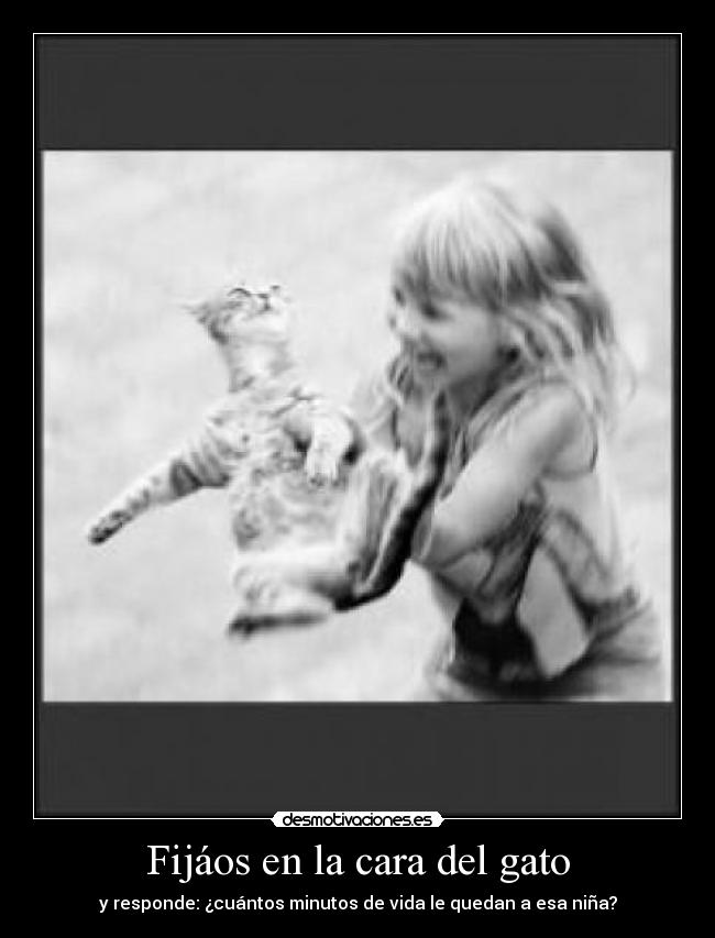 Fijáos en la cara del gato -