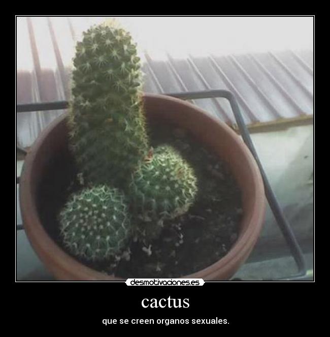 cactus - que se creen organos sexuales.