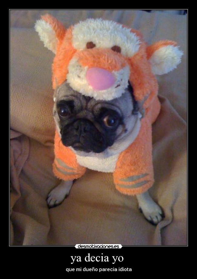 ya decia yo - que mi dueño parecia idiota