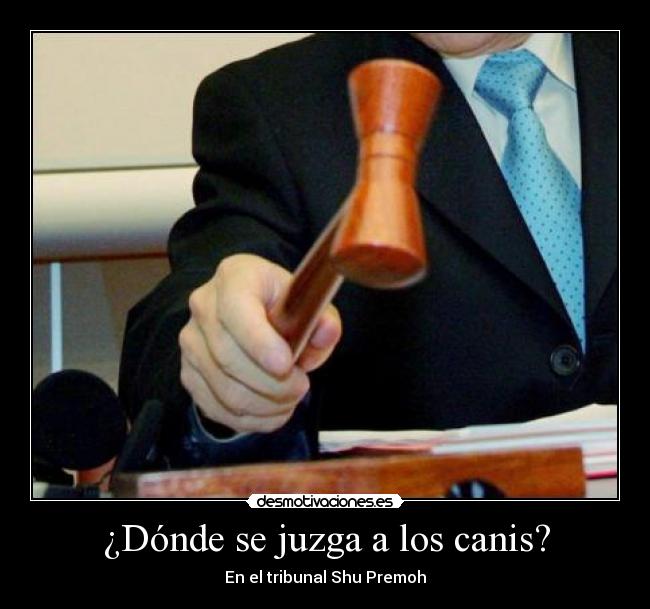 ¿Dónde se juzga a los canis? - 
