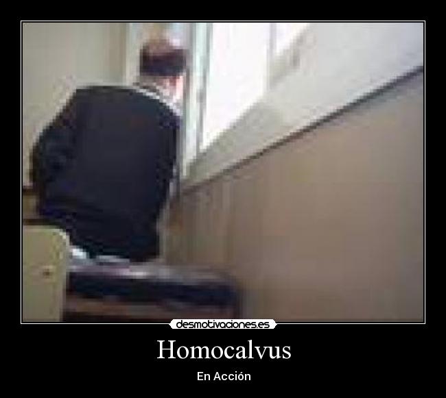 Homocalvus - En Acción