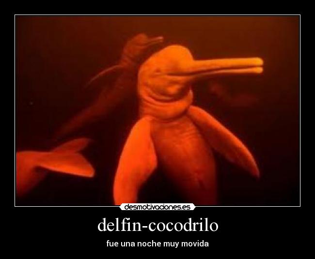 delfin-cocodrilo - 