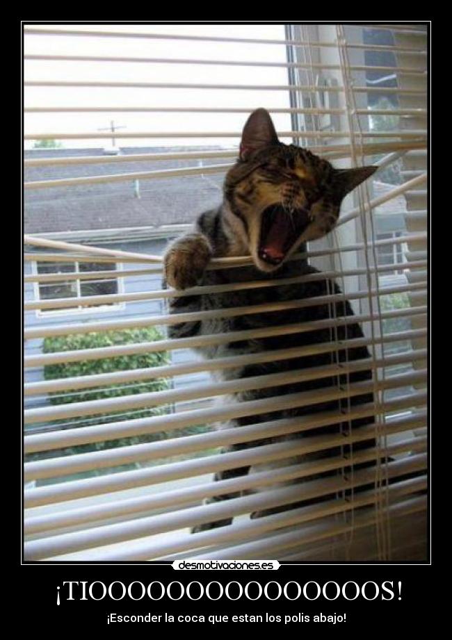 ¡TIOOOOOOOOOOOOOOOS! -