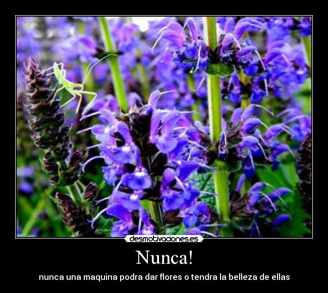 Nunca! - nunca una maquina podra dar flores o tendra la belleza de ellas