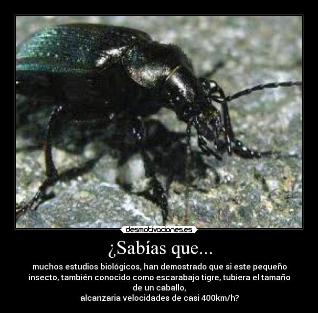 ¿Sabías que... - muchos estudios biológicos, han demostrado que si este pequeño
insecto, también conocido como escarabajo tigre, tubiera el tamaño
de un caballo,
alcanzaria velocidades de casi 400km/h?