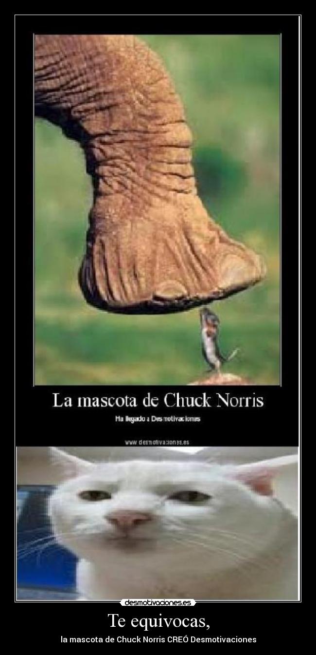 Te equivocas, - la mascota de Chuck Norris CREÓ Desmotivaciones