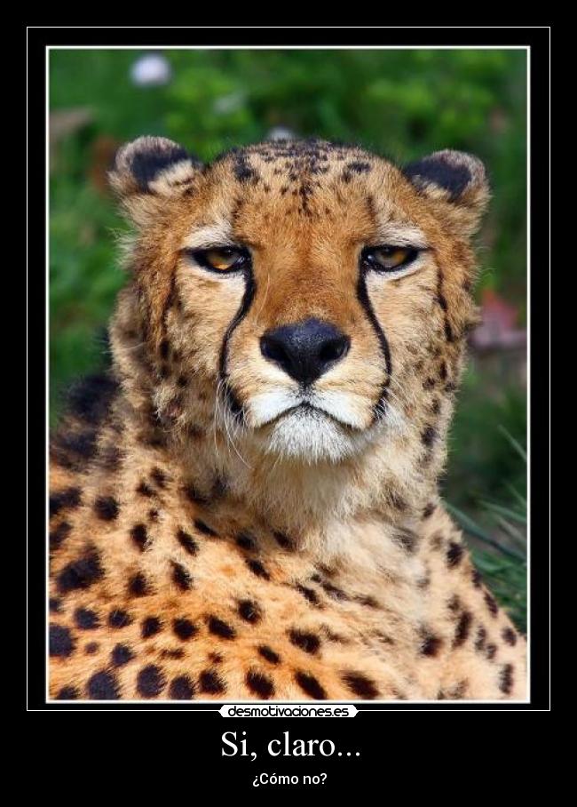 carteles gueopardo desmotivaciones