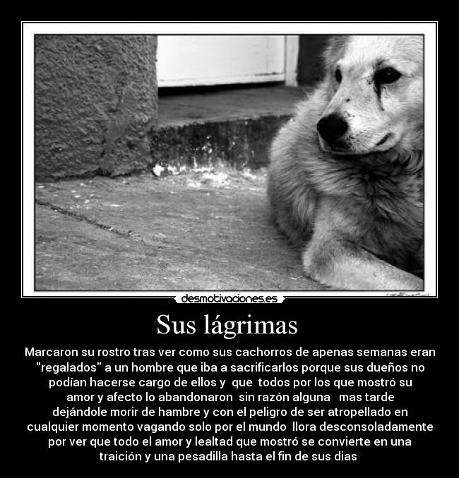 Sus lágrimas -