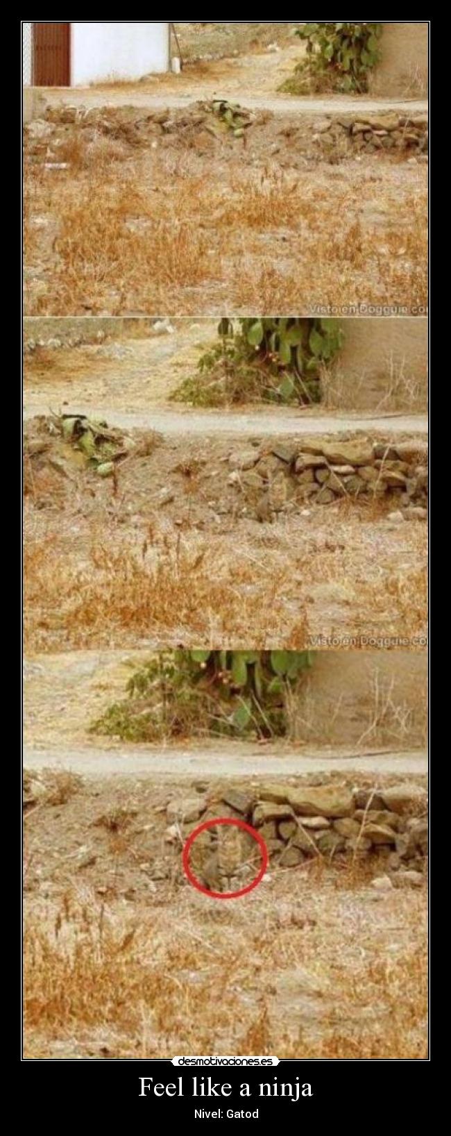 carteles darkbat walt_k ads principal top chuk norris gracioso cola jaja lol desmotivaciones sen desmotivaciones