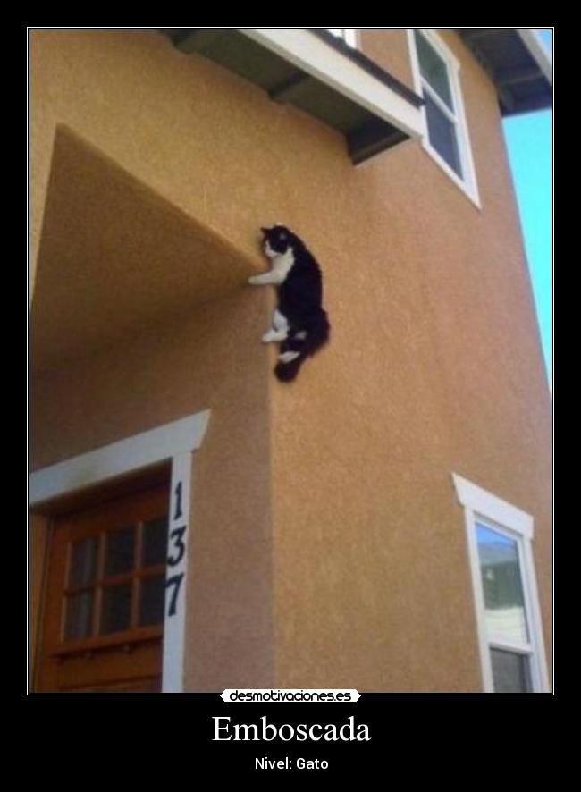 Emboscada - Nivel: Gato