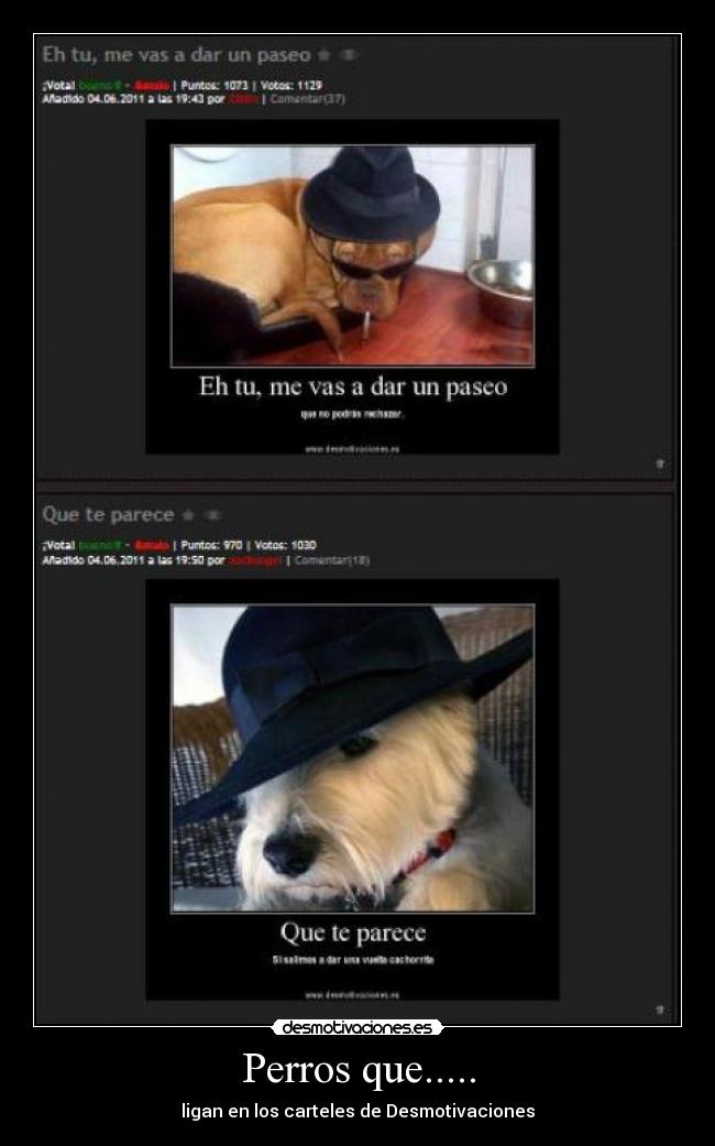 carteles perro ligue carteles desmotivaciones