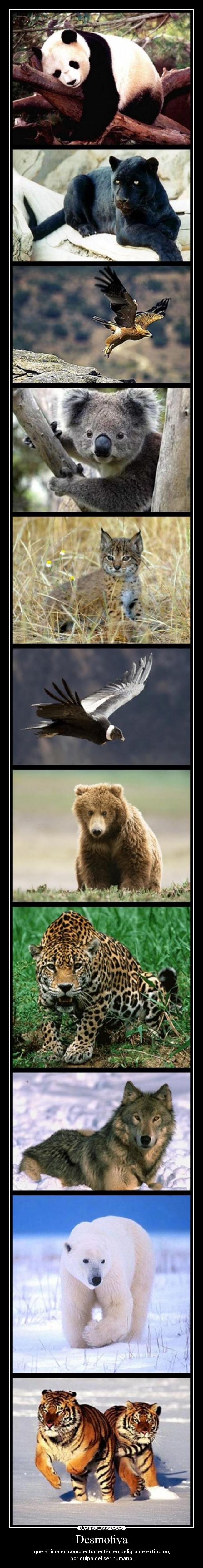Desmotiva - que animales como estos estén en peligro de extinción,
por culpa del ser humano.