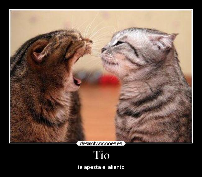 Tio - 