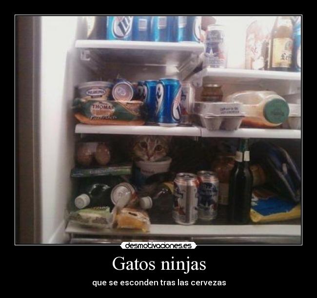 Gatos ninjas -
