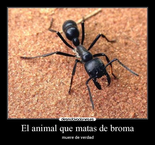 El animal que matas de broma - muere de verdad