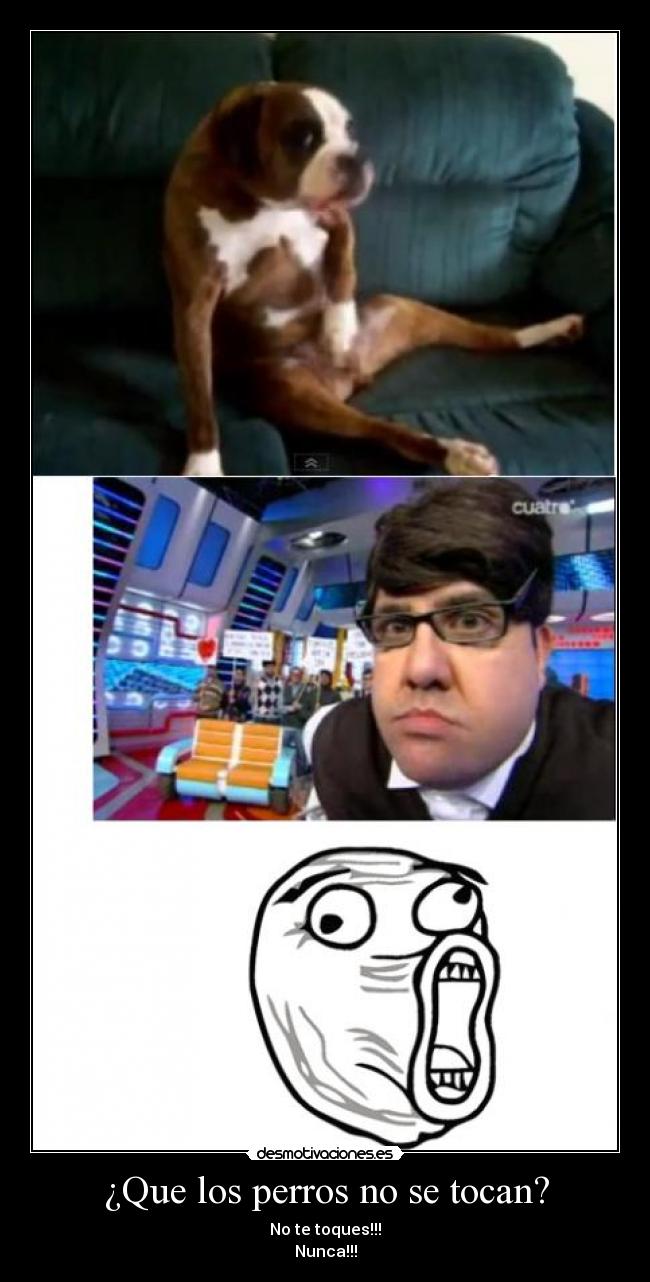 ¿Que los perros no se tocan? -