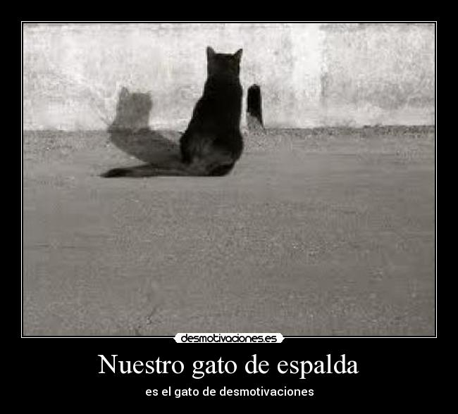 Nuestro gato de espalda - 