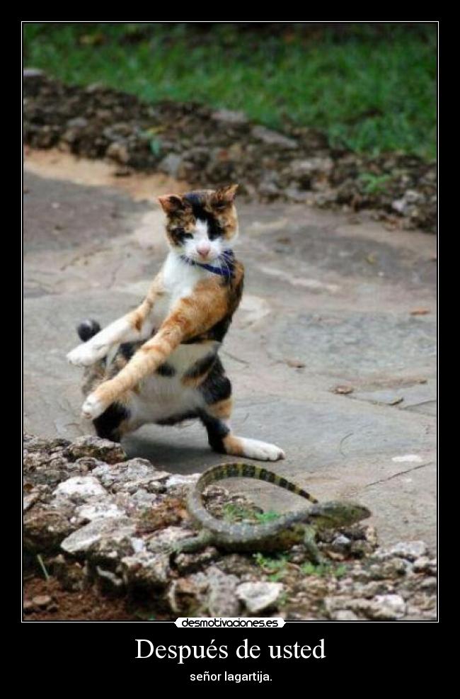 Después de usted - señor lagartija.