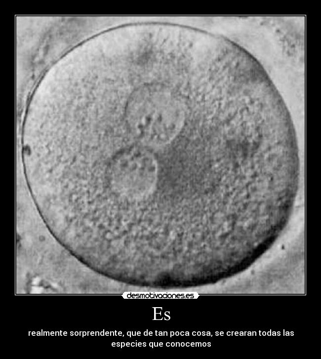 Es - realmente sorprendente, que de tan poca cosa, se crearan todas las
especies que conocemos