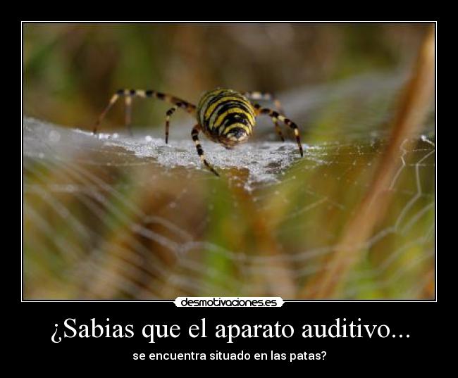 ¿Sabias que el aparato auditivo... -
