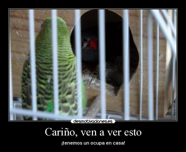 Cariño, ven a ver esto - ¡tenemos un ocupa en casa!
