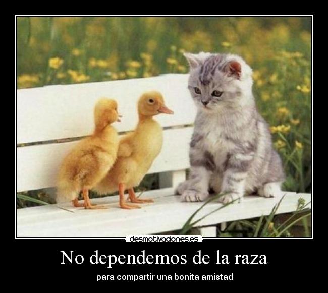 No dependemos de la raza -
