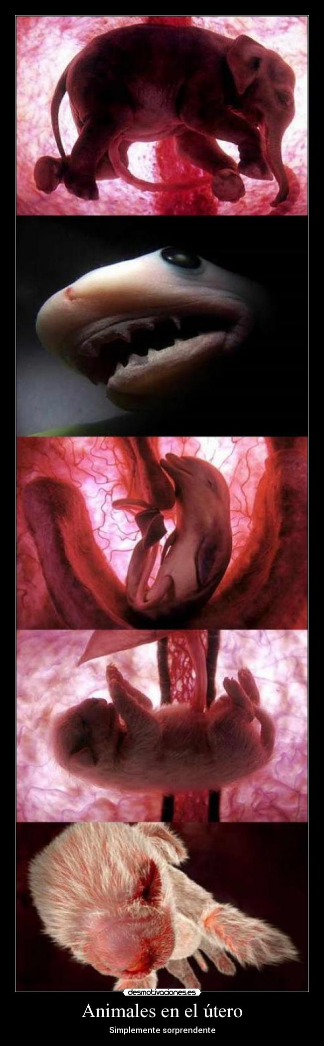 Animales en el útero - Simplemente sorprendente