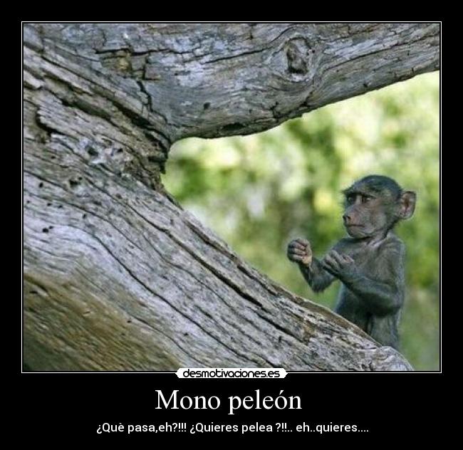 Mono peleón - ¿Què pasa,eh?!!! ¿Quieres pelea ?!!.. eh..quieres....