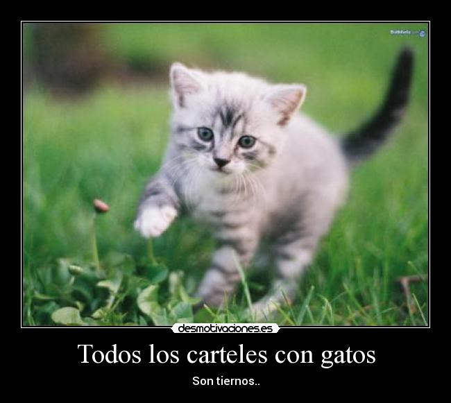 Todos los carteles con gatos - 